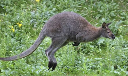 Attention si vous circulez en voiture près d’Eyzin-Pinet ou Meyssiez : un wallaby a été aperçu en liberté