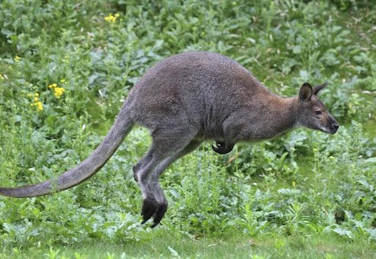 Attention si vous circulez en voiture près d’Eyzin-Pinet ou Meyssiez : un wallaby a été aperçu en liberté