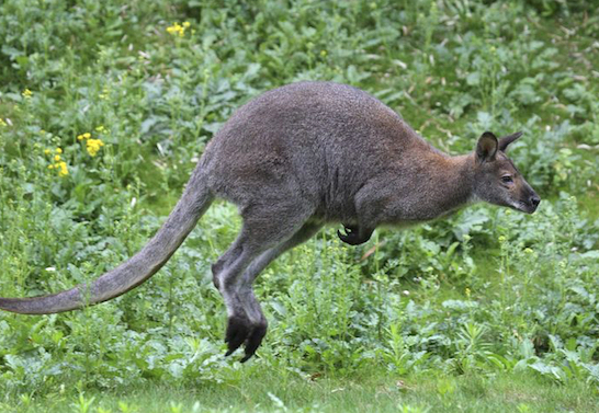 Attention si vous circulez en voiture près d’Eyzin-Pinet ou Meyssiez : un wallaby a été aperçu en liberté