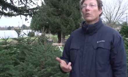 Une pépinière de sapins de Noël à Vienne, Ryma Prost-Romand, entrepreneure de l’année, etc. : le journal TV de la semaine