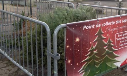 Collecte de sapins à Vienne : à partir de demain lundi, les lieux où les déposer