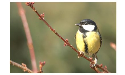 Coucous, mésanges, alouettes, etc : toujours moins d’oiseaux communs en Isère…