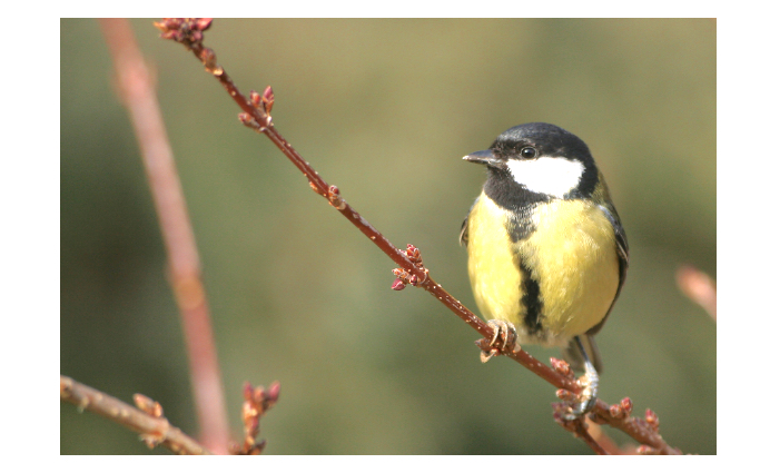 Coucous, mésanges, alouettes, etc : toujours moins d’oiseaux communs en Isère…