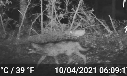 Pour la 1ère fois depuis un siècle, un loup identifié dans le département du Rhône…