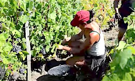 Déjà des recrutements pour les vendanges, travaux sur le pont SNCF, etc. : le journal TV de la semaine à Vienne