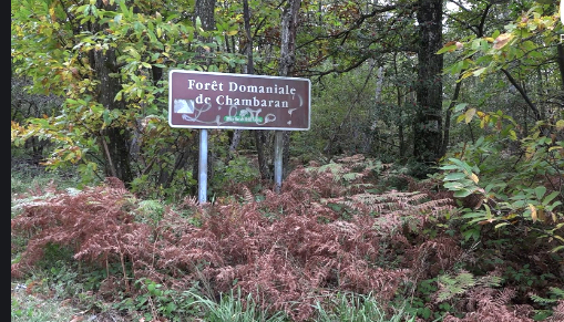 Plus de 1 000 participants : une rave partie sauvage en cours près de l’ancienne ZAD de Roybon