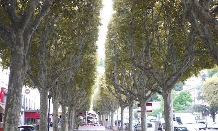 Pour lutter notamment contre “le tigre du platane”, de nombreux arbres traités cette nuit à Vienne