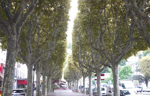 Pour lutter notamment contre “le tigre du platane”, de nombreux arbres traités cette nuit à Vienne