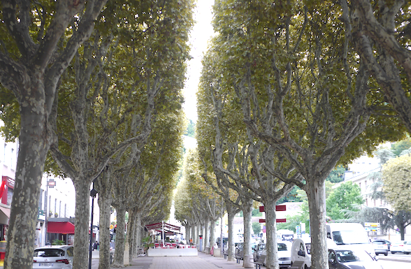 Pour lutter notamment contre “le tigre du platane”, de nombreux arbres traités cette nuit à Vienne