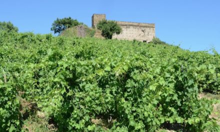 A la salle-des-fêtes de Vienne : samedi, les 18 vignerons de Vitis Vienna vous invitent à leurs Pressailles