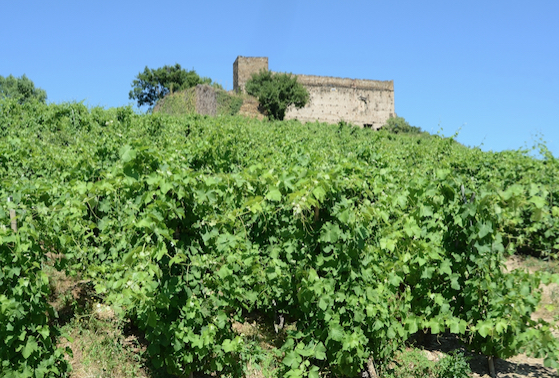 A la salle-des-fêtes de Vienne : samedi, les 18 vignerons de Vitis Vienna vous invitent à leurs Pressailles