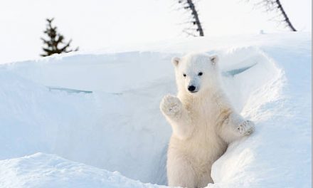 Vivre-vienne vous offre un calendrier de l’Avent sonore : aujourd’hui, “Le Noël de Lulu, l’ours polaire”