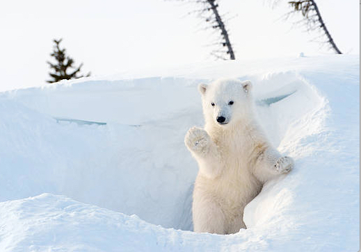 Vivre-vienne vous offre un calendrier de l’Avent sonore : aujourd’hui, “Le Noël de Lulu, l’ours polaire”