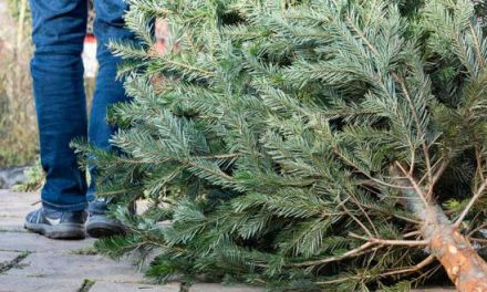 Bennes vertes pour la  collecte des sapins : les dates et les lieux de dépôts à Vienne