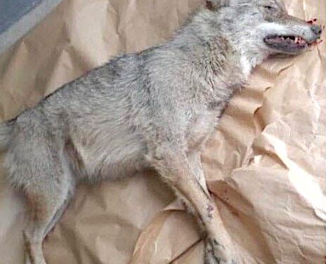 Un loup tué sur l&rsquo;autoroute à l&rsquo;entrée de Lyon !