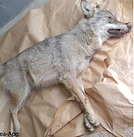 Un loup tué sur l’autoroute à l’entrée de Lyon !