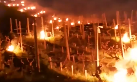 Le feu contre le gel dans les vignes, Les noces de Figaro au Manège, la Vogue, etc. : le journal TV de Vienne