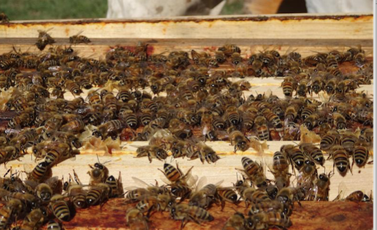 Des abeilles envahissent les Côtes-d’Arey et piquent une vingtaine de personnes : le maire dépose plainte