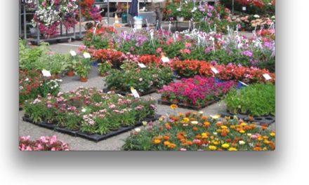  Retour dimanche  à l’Espace Saint-Germain  de “Vienne en fleurs”, après deux ans d’absence