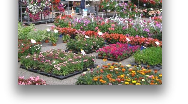  Retour dimanche  à l&rsquo;Espace Saint-Germain  de “Vienne en fleurs”, après deux ans d&rsquo;absence