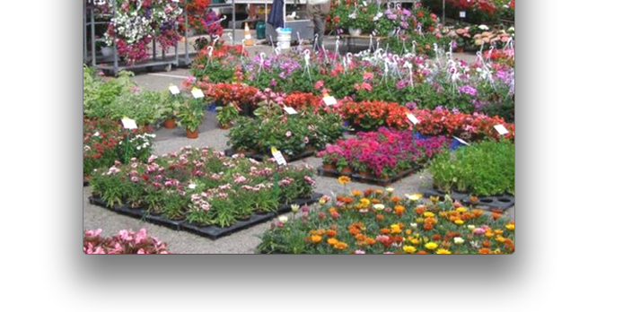  Retour dimanche  à l’Espace Saint-Germain  de “Vienne en fleurs”, après deux ans d’absence