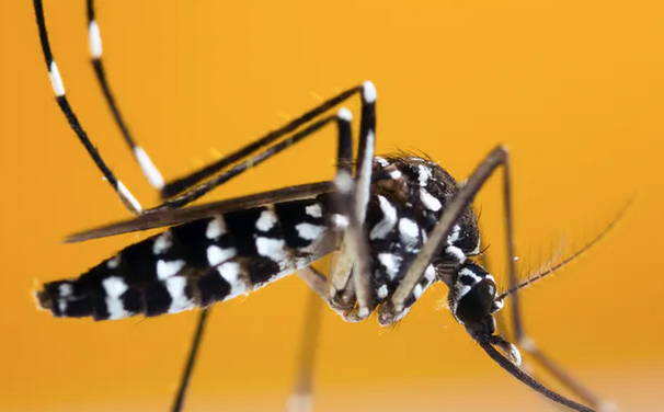 Bons gestes, pièges à moustiques : la Ville veut enrôler les Viennois dans la lutte contre le moustique tigre