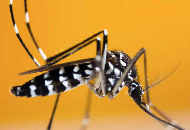 Bons gestes, pièges à moustiques : la Ville veut enrôler les Viennois dans la lutte contre le moustique tigre