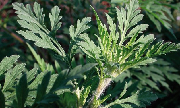 Du fait de la canicule, l&rsquo;ambroisie est déjà là en Auvergne-Rhône-Alpes et dans la Vallée du Rhône