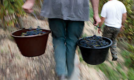 Côte-Rôtie et Condrieu : vendanges précoces cette année. Qualité et quantité  au rendez-vous grâce à la pluie salvatrice…