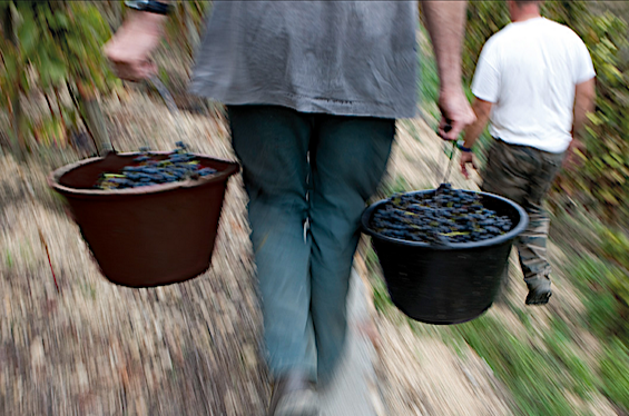 Côte-Rôtie et Condrieu : vendanges précoces cette année. Qualité et quantité  au rendez-vous grâce à la pluie salvatrice…