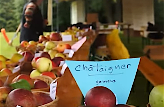 “Pomme de Pain” à Gemens, « fête des animaux » à Gerbey : foires à gogo ce week-end ; “Courir à Vienne”, dimanche prochain, etc. :  le journal TV de Vienne