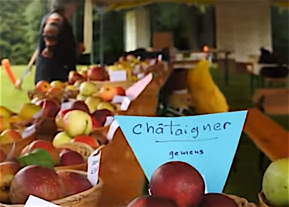 “Pomme de Pain” à Gemens, « fête des animaux » à Gerbey : foires à gogo ce week-end ; “Courir à Vienne”, dimanche prochain, etc. :  le journal TV de Vienne