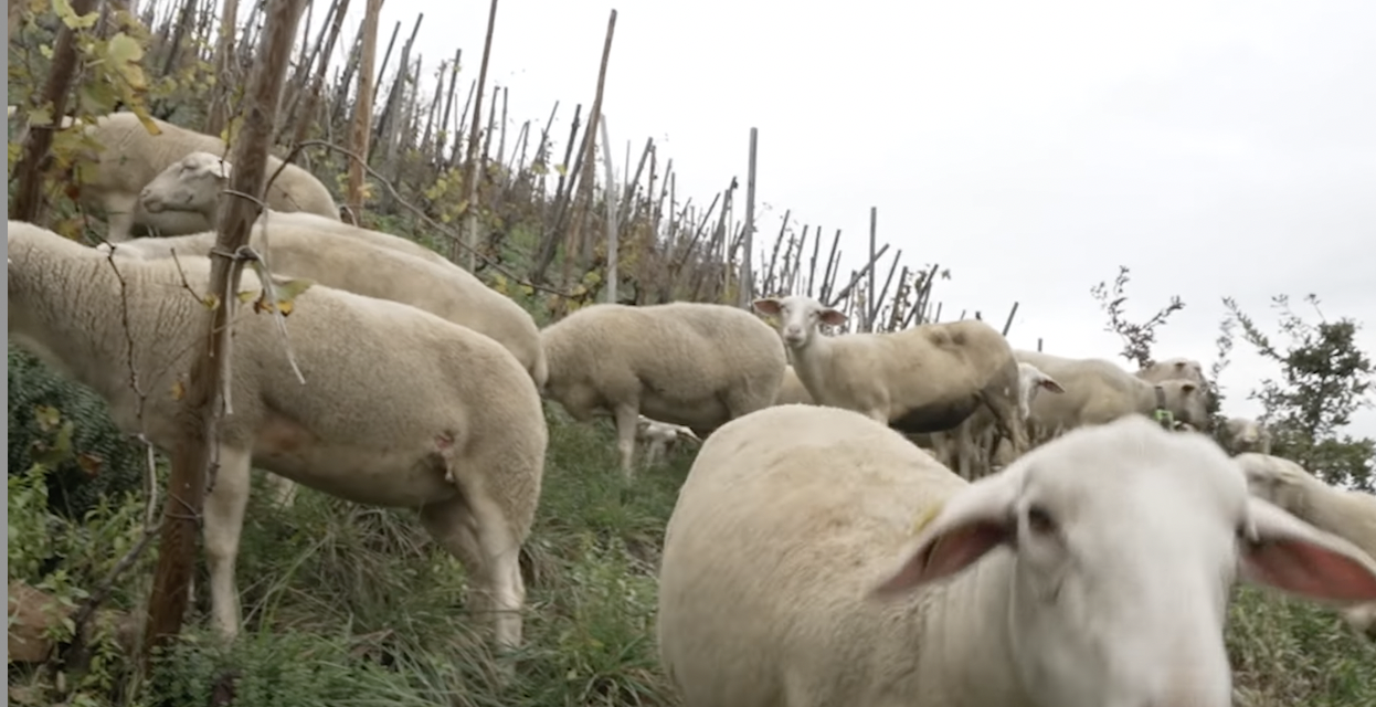 Des brebis pour entretenir les vignes à Ampuis, retour sur le calendrier osé du CSV Rugby, etc. :  le journal TV de Vienne