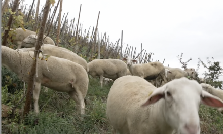 Des brebis pour entretenir les vignes à Ampuis, retour sur le calendrier osé du CSV Rugby, etc. :  le journal TV de Vienne