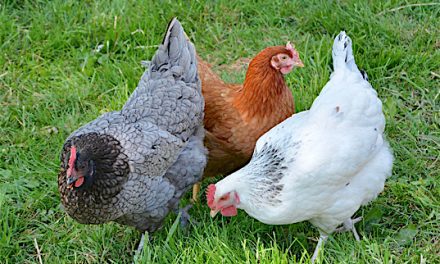 Avec la Ferme du Chipier et Vienne Condrieu Agglomération : 2 000 proposées, adoptez une poule pondeuse  pour Noël !