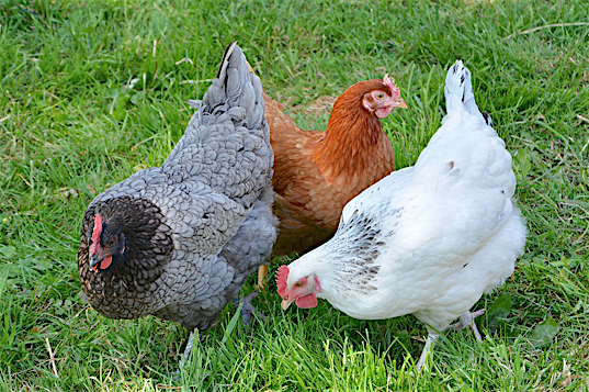 Avec la Ferme du Chipier et Vienne Condrieu Agglomération : 2 000 proposées, adoptez une poule pondeuse  pour Noël !