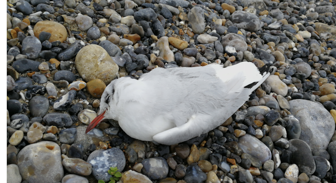 Mouette contaminée par ia grippe aviaire  à Loire-sur-Rhône : une zone de contrôle temporaire créée dans 45 communes du Nord-Isère