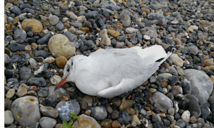 Mouette contaminée par ia grippe aviaire  à Loire-sur-Rhône : une zone de contrôle temporaire créée dans 45 communes du Nord-Isère