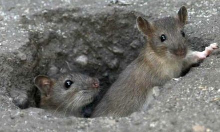 Dératisation : ne vous inquiétez pas si vous apercevez des rats dans les rues de Vienne…