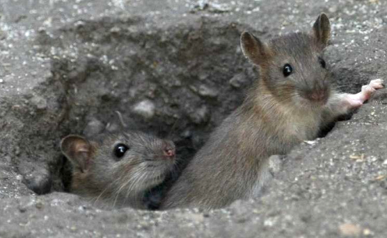 Dératisation : ne vous inquiétez pas si vous apercevez des rats dans les rues de Vienne…