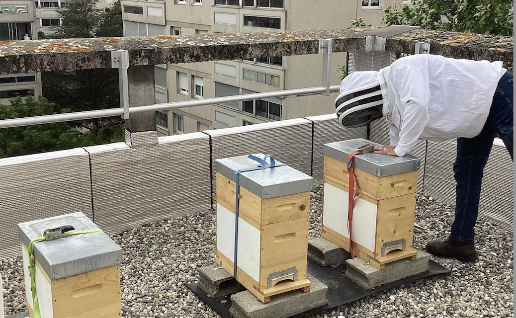 Six ruches actuellement, bientôt trente ! Le miel urbain se  développe à Vienne ; en sus, une miellerie en projet…