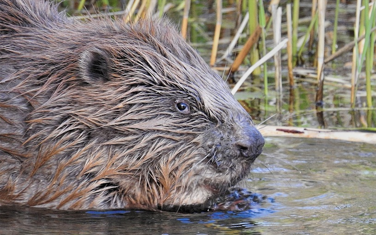 Jazz puissance 2, découverte du castor, archéologie, début du festival
