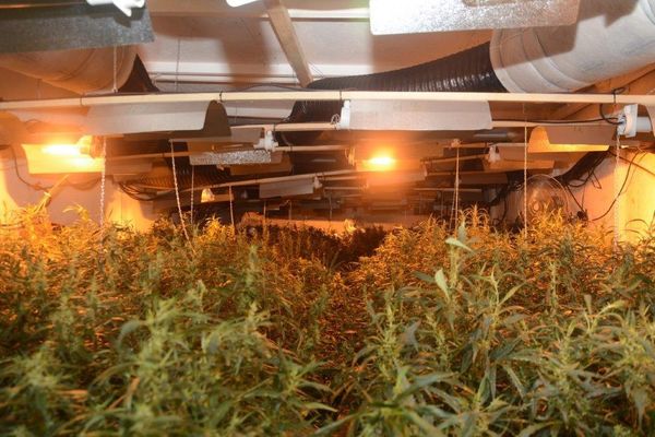 Culture industrielle de cannabis près de Grenoble : 4 000 pieds de cannabis saisis, 6 personnes interpellées et incarcérées