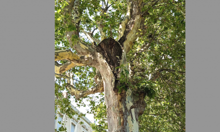 Cinq platanes vont être abattus, du 17 au 28 juillet, cours de Verdun et avenue Général Leclerc à Vienne