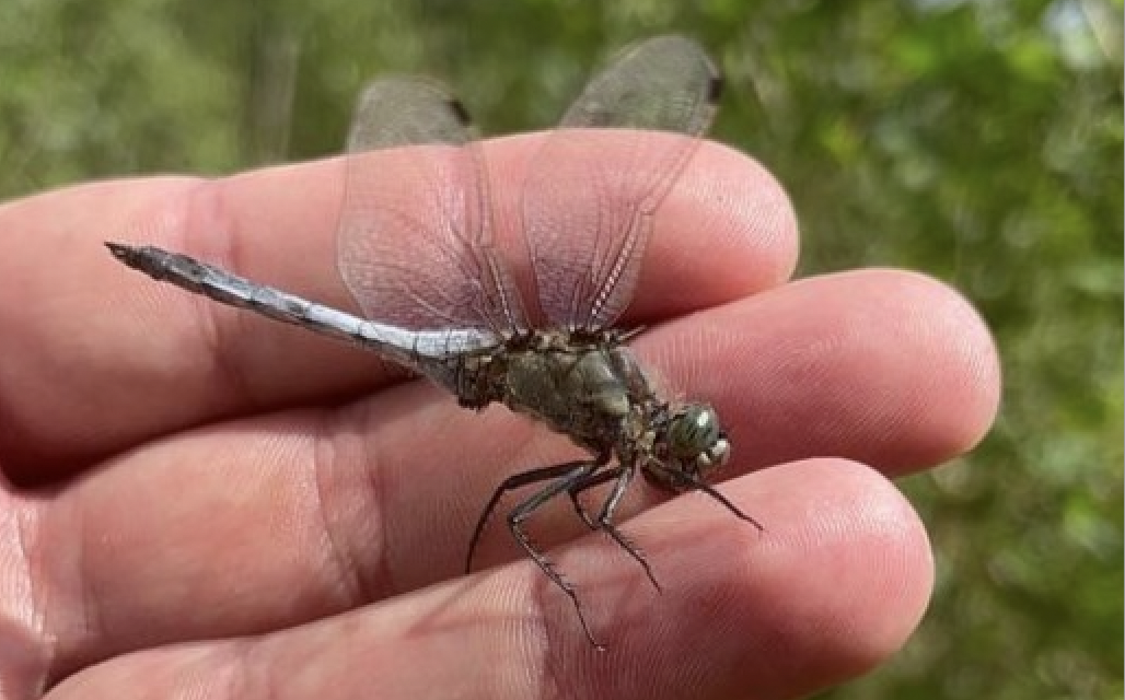 Sortie d’études sur les insectes encourageante : effectué par la LPO, l’Atlas de la Biodiversité à Vienne sera présenté en 2024