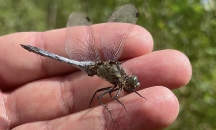 Sortie d’études sur les insectes encourageante : effectué par la LPO, l’Atlas de la Biodiversité à Vienne sera présenté en 2024