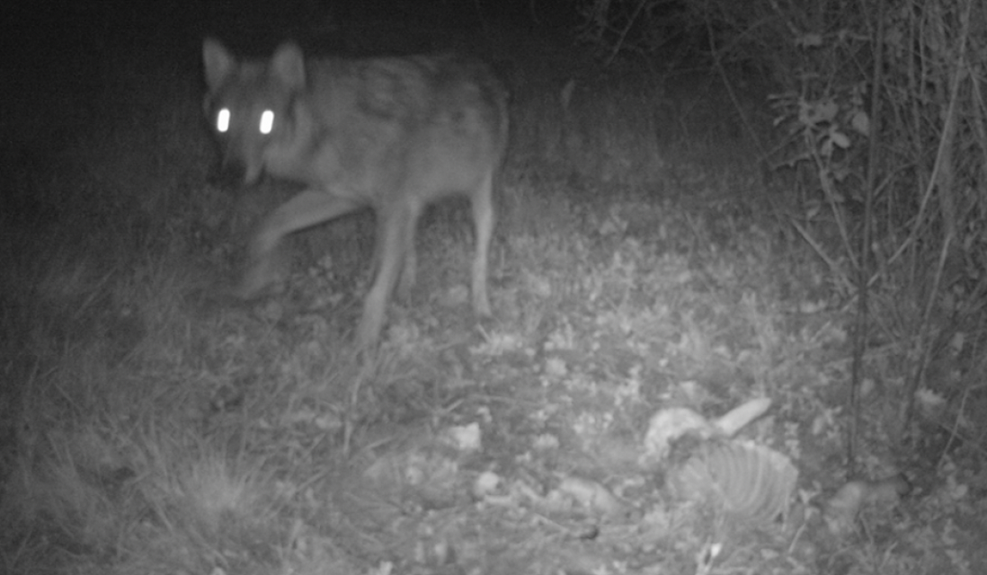 Face à la hausse des attaques de loups en Isère : Jean-Pierre Barbier, le président du Département monte au créneau