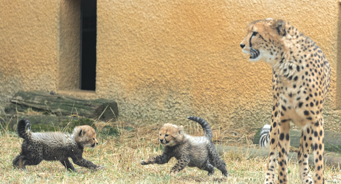 Naissances rares de deux bébés guépard au Safari Parc de Peaugres au Sud de Vienne : Falbala et Folky…
