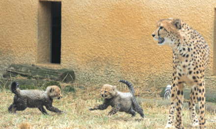 Naissances rares de deux bébés guépard au Safari Parc de Peaugres au Sud de Vienne : Falbala et Folky…