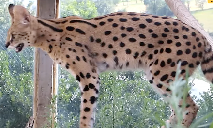 20ème Serval accueilli au refuge du zoo de Saint-Martin-la-Plaine :  « une mode folle et illégale ! »